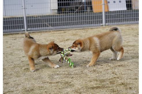 成約済の愛媛県の四国犬-366904の2枚目